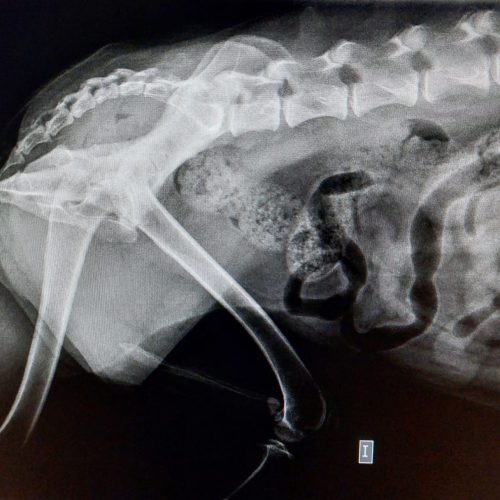 Diagnóstico por imagen